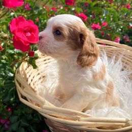 Cavapoo and Goldendoodle Puppies from Divinity Grace Cavapoos