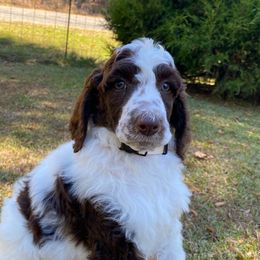 Maya - Parti female Poodle puppy in Alpine, Alabama from Alpine Acres Poodles