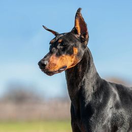 Lil - Doberman Pinscher