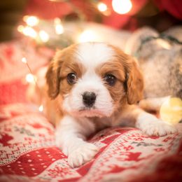 Cavalier King Charles Spaniel Puppies from Tsarevich Goldens and Cavaliers