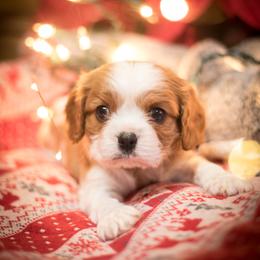 Cavalier King Charles Spaniel Puppies from Tsarevich Goldens and Cavaliers