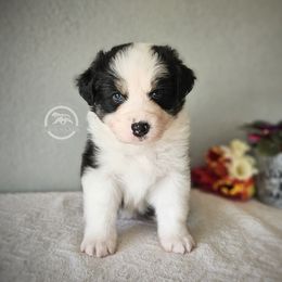 Australian Shepherd Puppies from Taneum Creek Australian Shepherds