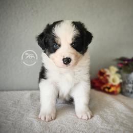 Australian Shepherd Puppies from Taneum Creek Australian Shepherds