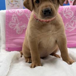 Fuchsia - Yellow female Labrador Retriever puppy in Heath Springs, South Carolina from Rich Hill Retrievers