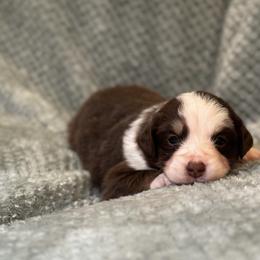 Miniature Australian Shepherd Puppies from Duncan’s Miniature Australian Shepherds