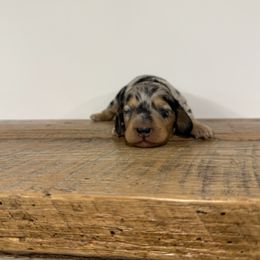 Stuffin' - Dapple male Dachshund puppy in Squires, Missouri from Hudson’s Hounds