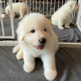 Jack - White male Great Pyrenees puppy in Murfreesboro, Tennessee from Storybook Tails Farm