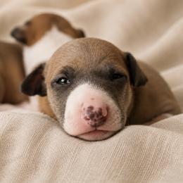 Italian Greyhound Puppies from The Noodle Nest