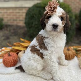 Hazel - Tri-color female Bernedoodle puppy in Perrysville, Ohio from Pleasant Valley Bernedoodles