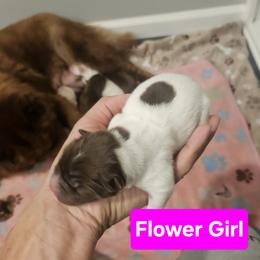 Flower Girl - White female Chinese Shar-Pei puppy in Blossvale, New York from CNY Shar Peis