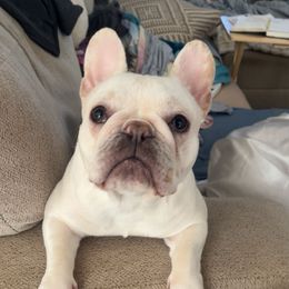 French Bulldog All Grown Up from J & S French Bulldogs
