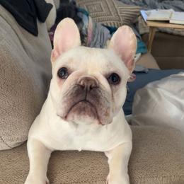 French Bulldog All Grown Up from J & S French Bulldogs