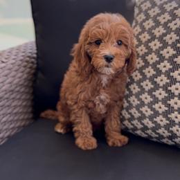 Olive - Red  female Goldendoodle puppy in St George, Utah from Doodle Bears of Southern Utah