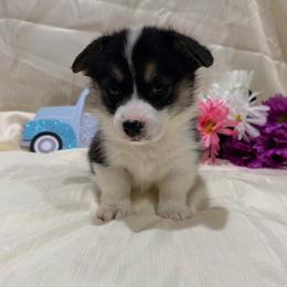 Iris - Black and tan female Pembroke Welsh Corgi puppy in El Dorado Springs, Missouri from Trixie Dixie