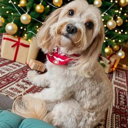 Carmel - Cavapoo