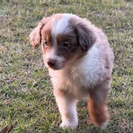 Oliver - Red merle male Toy Australian Shepherd puppy in Ambrose, Georgia from Brandilyn's Aussies