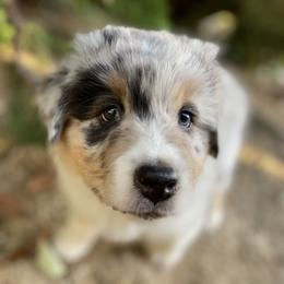 Australian Shepherd Puppies from Luna Lane Aussies