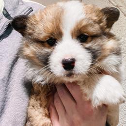 Pembroke Welsh Corgi Puppies from Shells’ Corgis