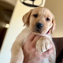 Girl 4 - Yellow female Labrador Retriever puppy in Ranchita, California from Pacific Crest Labradors