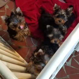 Yorkshire Terrier Puppies from Lisa Bridgewater