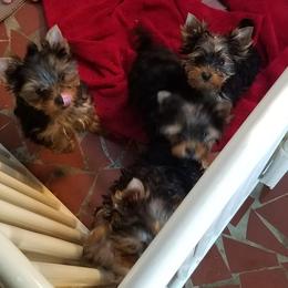 Yorkshire Terrier Puppies from Lisa Bridgewater
