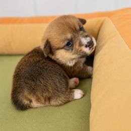 Belle - Red female Pembroke Welsh Corgi puppy in Aumsville, Oregon from West Coast Corgi