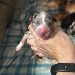 Puppy 2 - Blue merle male Australian Shepherd puppy in Muncie, Indiana from Gemfire Australian Shepherds