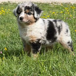Rebecca - Blue merle female Toy Australian Shepherd puppy in Bogata, Texas from Maple Creek Run