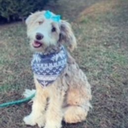 Aussiedoodles and Double Doodles from Delmarva Regal Doodles