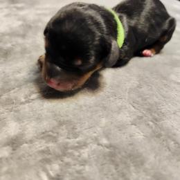 Green - Black and tan male Dachshund puppy in Amarillo, Texas from Panhandle Dashing Doxies