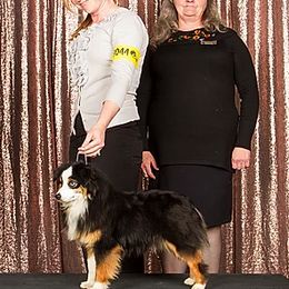 Miniature Australian Shepherds and Toy Australian Shepherds from Magnolia Hills Farm