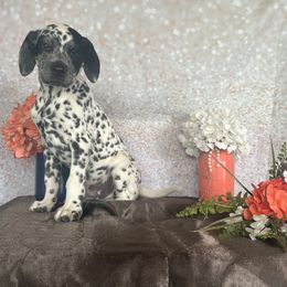SULLIVAN - White and black Dalmatian puppy in Motley, Minnesota from Dynasty Paws