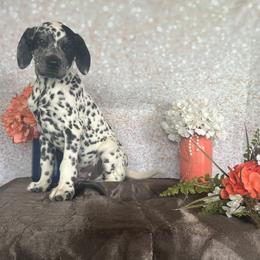 SULLIVAN - White and black Dalmatian puppy in Motley, Minnesota from Dynasty Paws