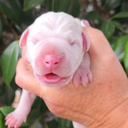 Fenrir - White male Dogo Argentino puppy in San Diego, California from Debonair Dogos