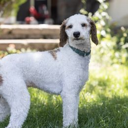 Jack - Poodle