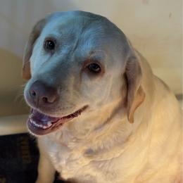 Annie - Labrador Retriever