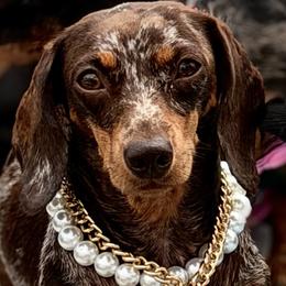 Freida - Dachshund