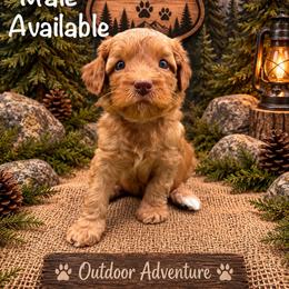 Sport - Red male Australian Labradoodle puppy in Eastover, North Carolina from Joyful Hearts Australian Labradoodles