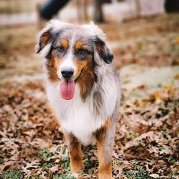Full Tail - Legacy - Blue merle male Miniature Australian Shepherd puppy in Mc Alester, Oklahoma from Angel's Aussies