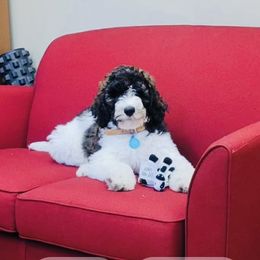 Goldendoodle Puppies from Thompson Creek Doodles