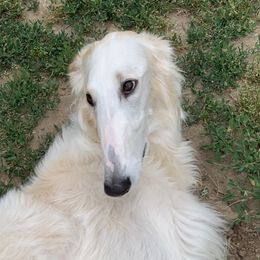 Borzois from Marian Broadhurst