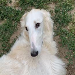 Borzois from Marian Broadhurst