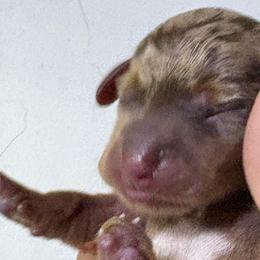 Puppy 20 AKC - Dapple male Dachshund puppy in Fayetteville, Pennsylvania from PA's Darling Doxies