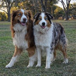 Australian Shepherd puppies from Out of the Blue Aussies