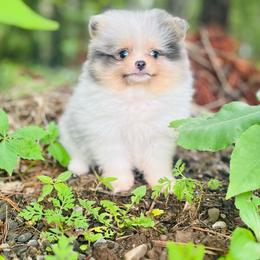 Gyro - Blue merle male Pomeranian puppy in Buck Valley, Pennsylvania from Buck Valley Pomeranians