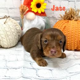 Jase - Chocolate and tan male Dachshund puppy in Smithville, Oklahoma from Bristy’s Pampered Pups