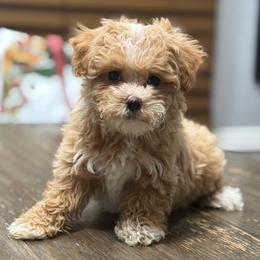 Amberina - Apricot female Maltipoo puppy in Lebanon, Kentucky from Mosaic Merle Doodles