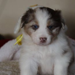 Australian Shepherd Puppies from Anew Australian Shepherds