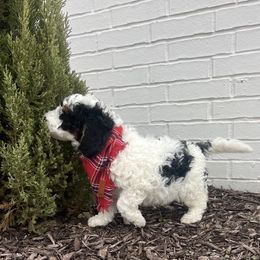 Ralphie - Black and white male Bernedoodle puppy in Fort Gibson, Oklahoma from Waggle Doodles