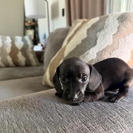 Loki - Black male Dachshund puppy in Atwater, California from Dachshunds of cali